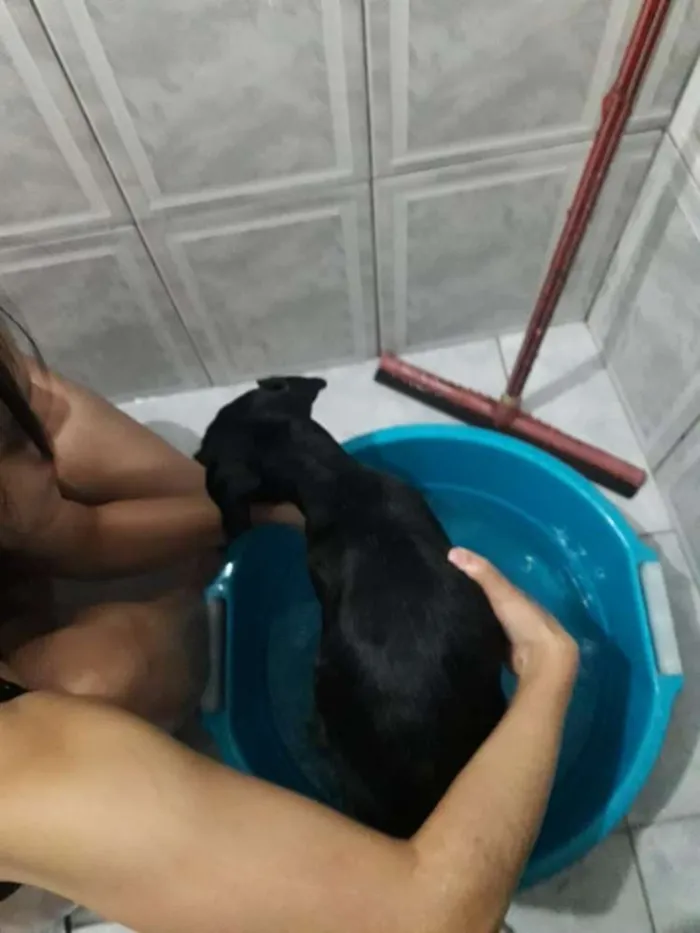 Cachorro ra a SRD idade 2 a 6 meses nome Ravena