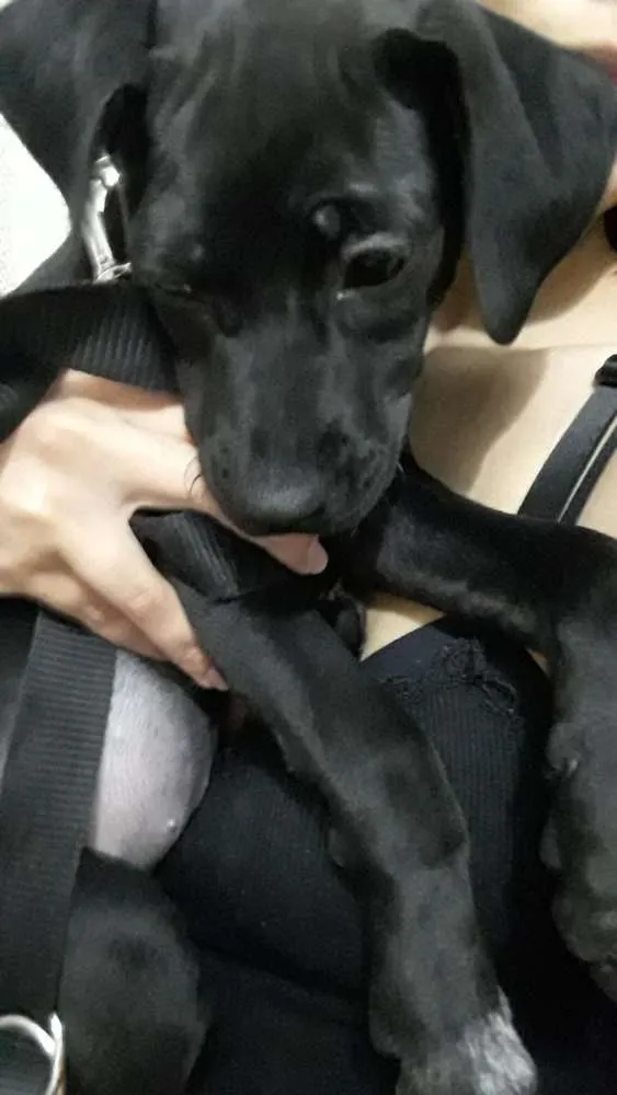 Cachorro ra a SRD idade 2 a 6 meses nome Ravena