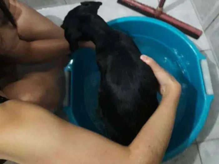 Cachorro ra a SRD idade 2 a 6 meses nome Ravena