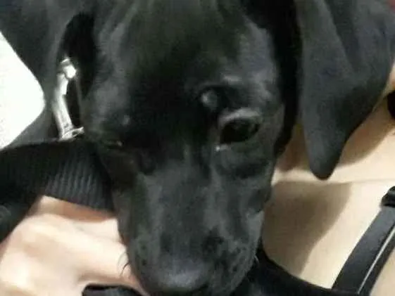 Cachorro ra a SRD idade 2 a 6 meses nome Ravena