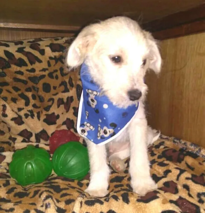 Cachorro ra a  idade 2 a 6 meses nome Filhotes Sueli