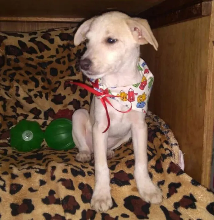Cachorro ra a  idade 2 a 6 meses nome Filhotes Sueli