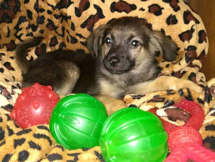 Cachorro ra a  idade 2 a 6 meses nome Filhotes Sueli
