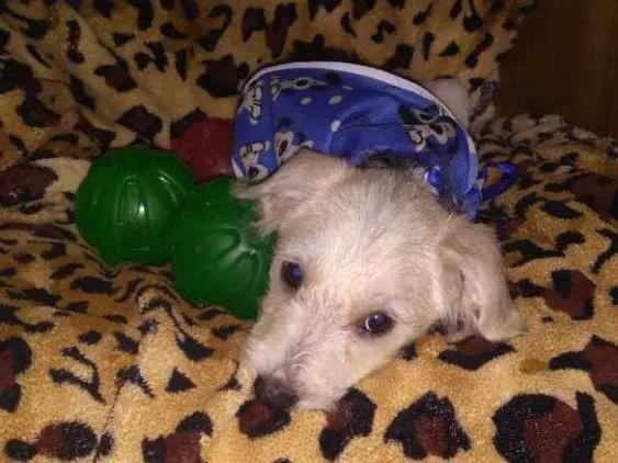 Cachorro ra a  idade 2 a 6 meses nome Filhotes Sueli