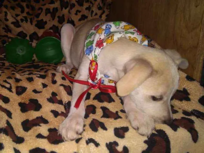 Cachorro ra a  idade 2 a 6 meses nome Filhotes Sueli