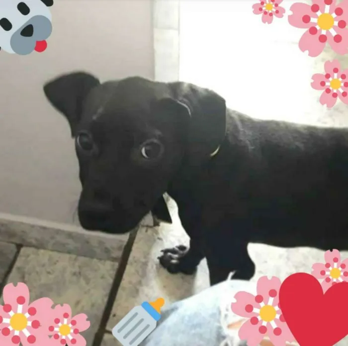 Cachorro ra a SRD idade 2 a 6 meses nome Ravena