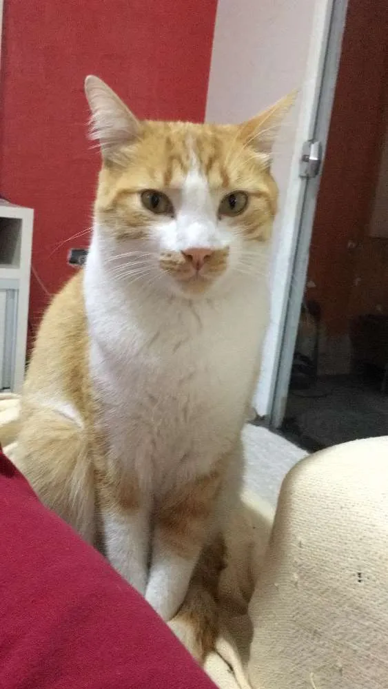 Gato ra a SRD idade 1 ano nome Sonny 