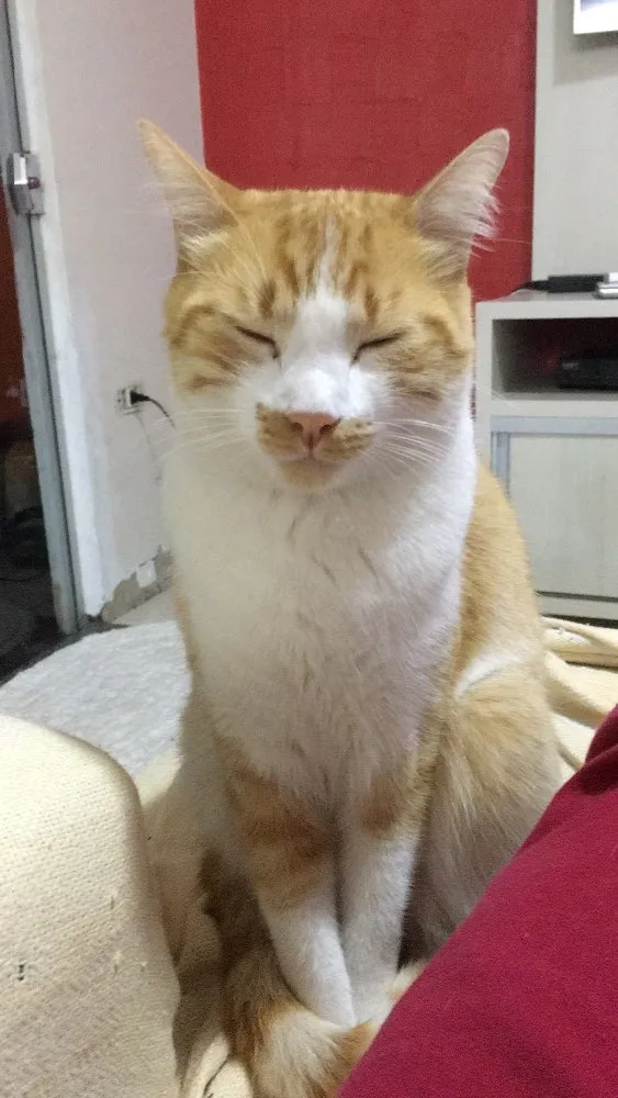 Gato ra a SRD idade 1 ano nome Sonny 