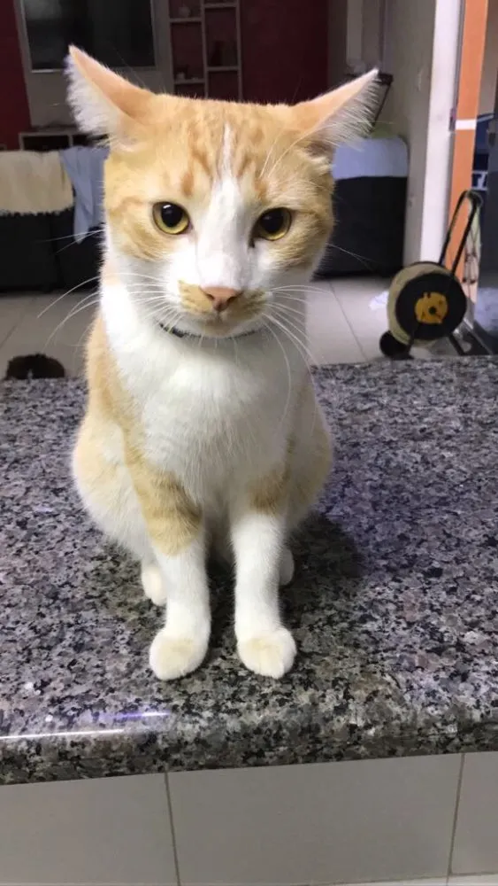 Gato ra a SRD idade 1 ano nome Sonny 