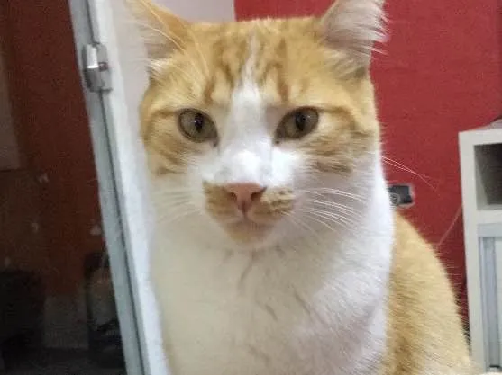 Gato ra a SRD idade 1 ano nome Sonny 