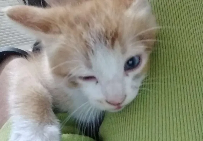 Gato ra a SRD idade 2 a 6 meses nome Cookie-Cream-Orange