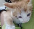 Cookie-Cream-Orange