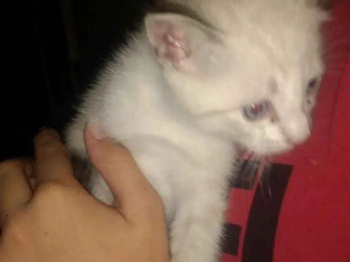 Gato ra a SRD idade 2 a 6 meses nome Cookie-Cream-Orange