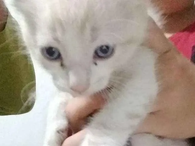 Gato ra a SRD idade 2 a 6 meses nome Cookie-Cream-Orange