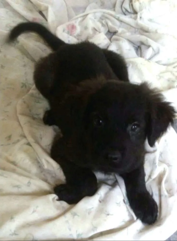 Cachorro ra a  idade 2 a 6 meses nome Filhotes Tatuapé 