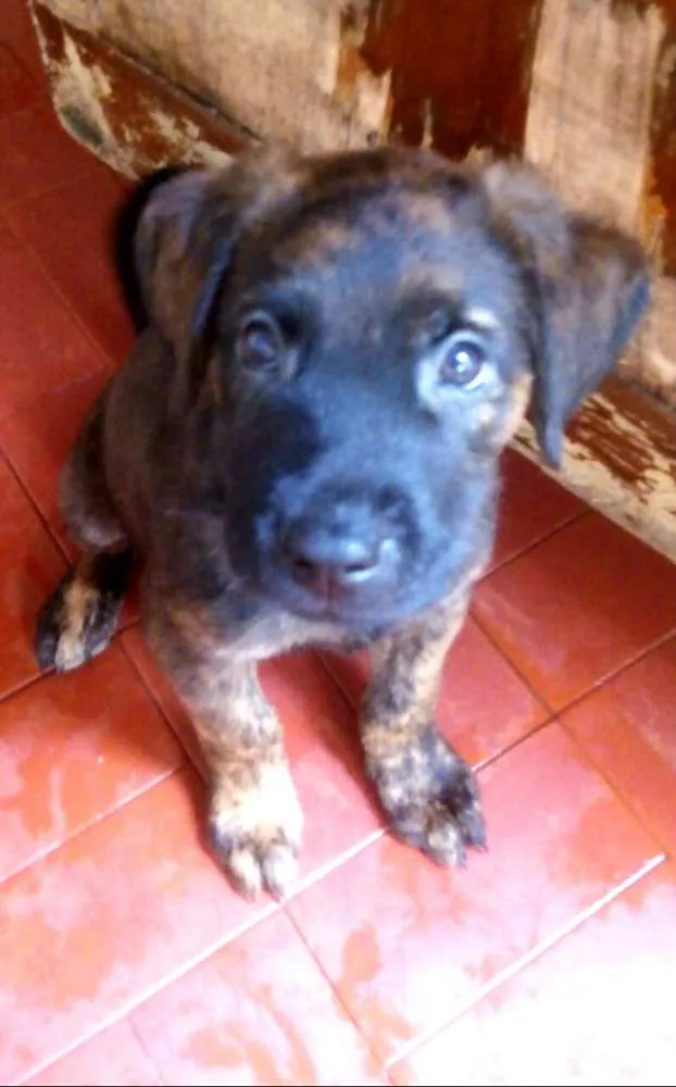 Cachorro ra a  idade 2 a 6 meses nome Filhotes Tatuapé 
