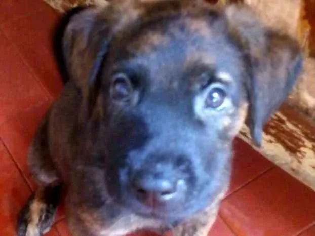Cachorro ra a  idade 2 a 6 meses nome Filhotes Tatuapé 