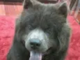 Marley