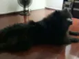 Marley