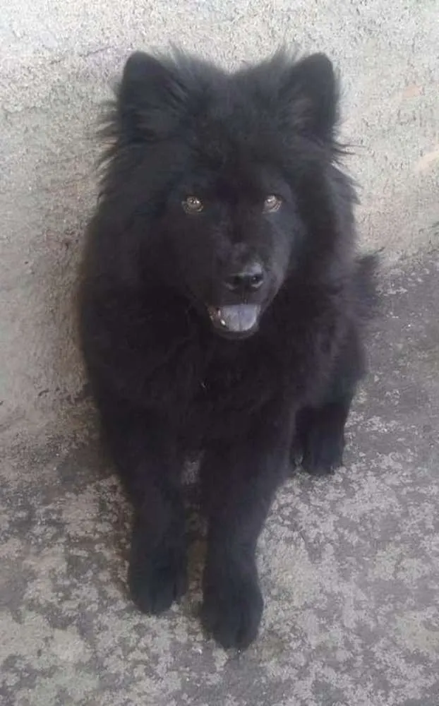 Cachorro raça Chow chow idade 2 anos nome Bethoven