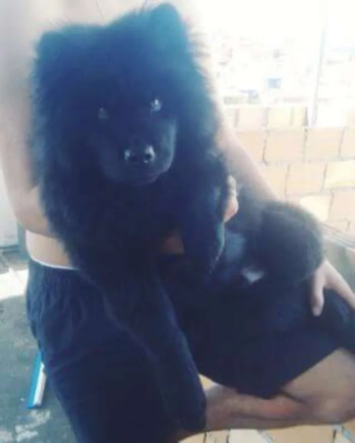 Cachorro raça Chow chow idade 2 anos nome Bethoven