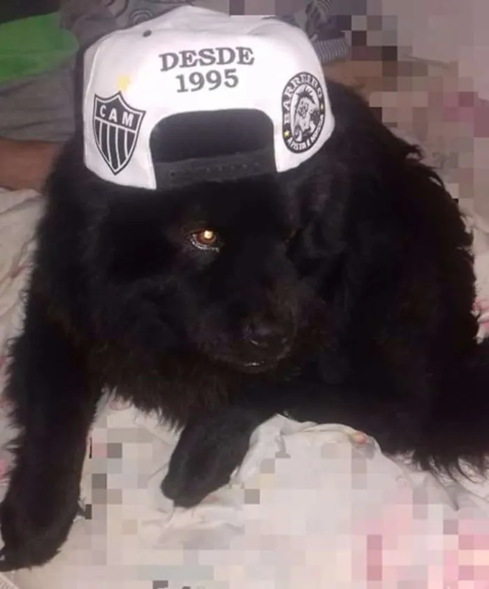 Cachorro raça Chow chow idade 2 anos nome Bethoven