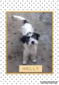 MOLLY