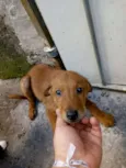 Branca e Caramelo