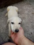 Branca e Caramelo