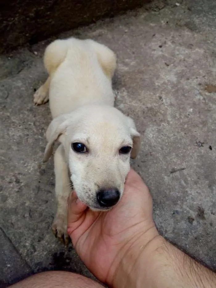 Cachorro ra a Srd  idade 2 a 6 meses nome Branca e Caramelo