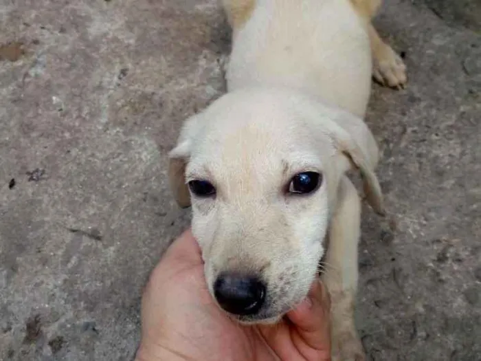 Cachorro ra a Srd  idade 2 a 6 meses nome Branca e Caramelo