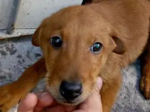 Cachorro raça Srd  idade 2 a 6 meses nome Branca e Caramelo