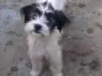 MOLLY