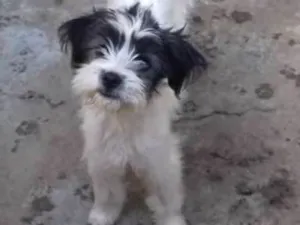 Cachorro raça srd idade 2 a 6 meses nome MOLLY
