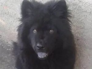 Cachorro raça Chow chow idade 2 anos nome Bethoven