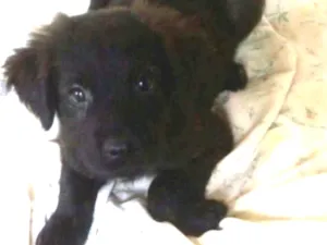 Cachorro raça  idade 2 a 6 meses nome Filhotes Tatuapé 