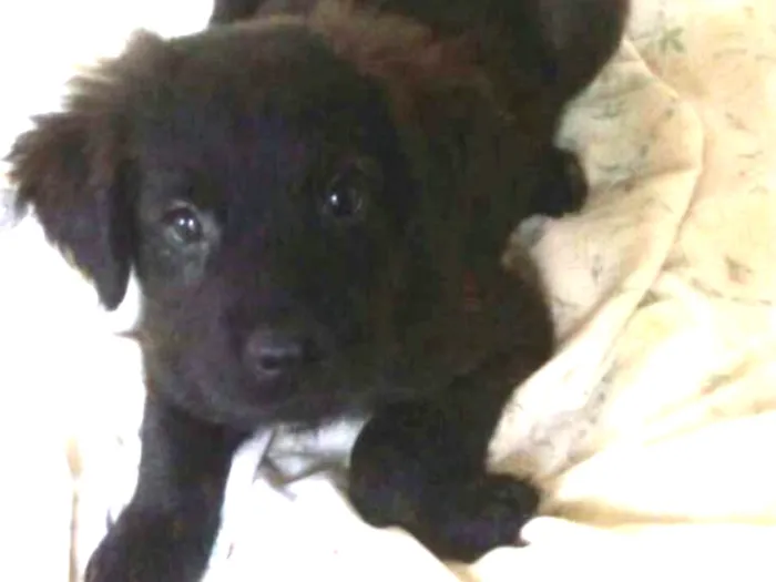 Cachorro ra a  idade 2 a 6 meses nome Filhotes Tatuapé 