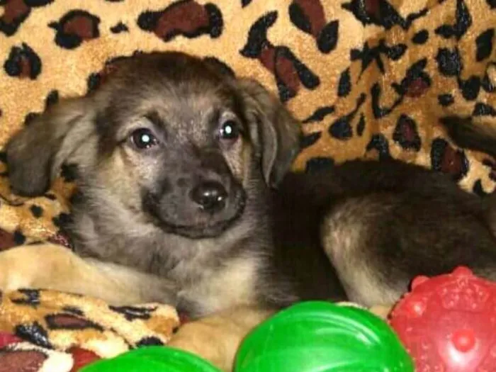 Cachorro ra a  idade 2 a 6 meses nome Filhotes Sueli