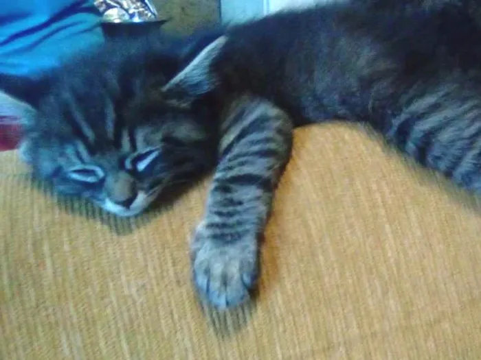 Gato ra a Rajado  cinza idade Abaixo de 2 meses nome Sem nome