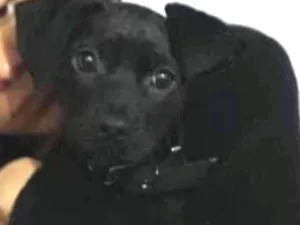 Cachorro raça SRD idade 2 a 6 meses nome Ravena