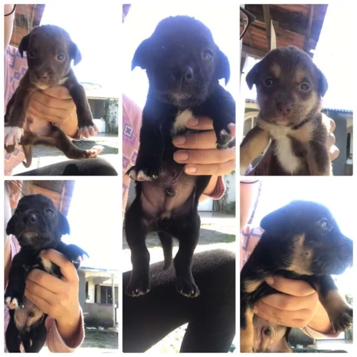 Cachorro ra a Labrador misturado idade 2 a 6 meses nome Temos varios