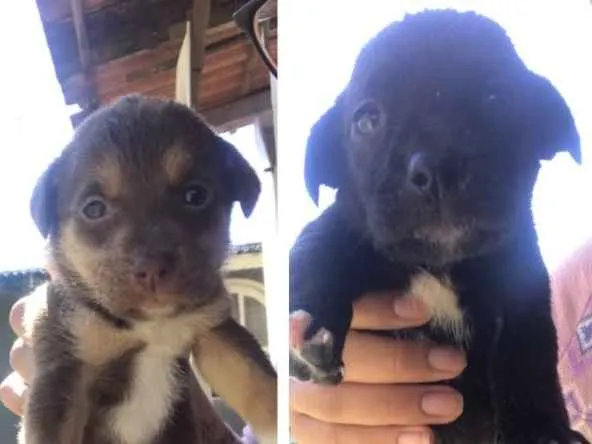 Cachorro ra a Labrador misturado idade 2 a 6 meses nome Temos varios
