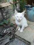 Pimentinha 