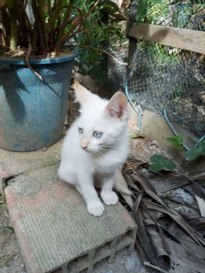 Gato ra a desconhecida idade 2 a 6 meses nome Pimentinha 
