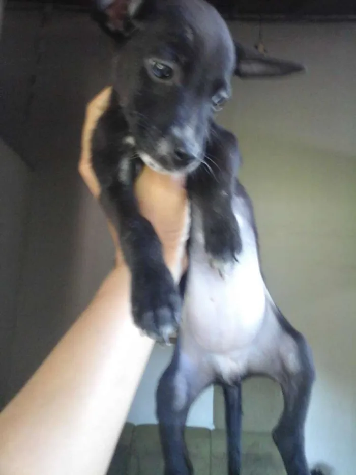 Cachorro ra a Fila com Pitbull. - - idade 2 a 6 meses nome Sherra