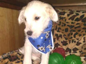 Cachorro raça  idade 2 a 6 meses nome Filhotes Sueli