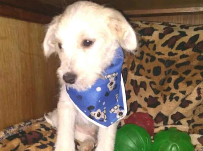 Cachorro ra a  idade 2 a 6 meses nome Filhotes Sueli