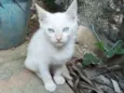 Pimentinha 