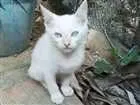 Gato raça desconhecida idade 2 a 6 meses nome Pimentinha 