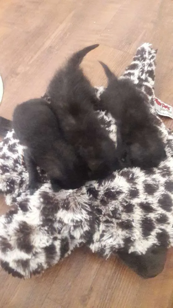 Gato ra a  idade Abaixo de 2 meses nome Filhote gato